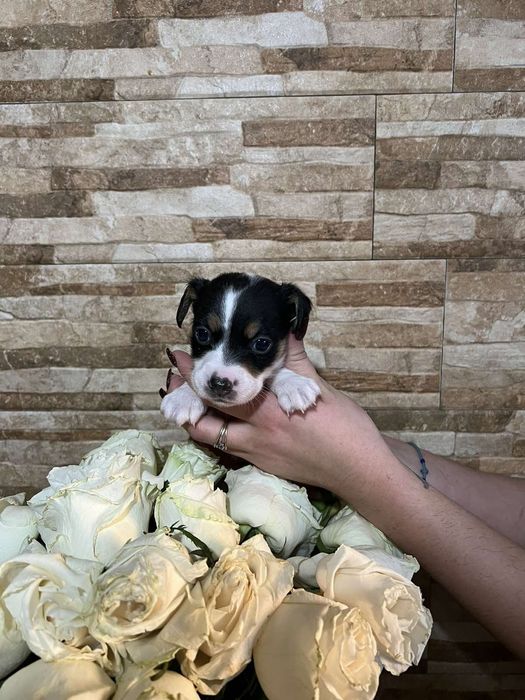 Джек Рассел терьер