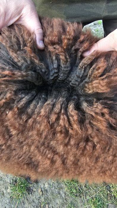 Alpaka czarny samiec