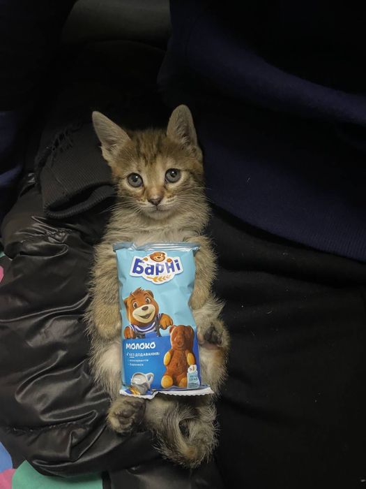 Отдам кошечку в добрые руки