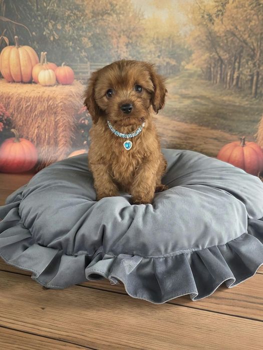 Cavapoo F1 cudowny i radosny szczeniak szuka kochajacego domu