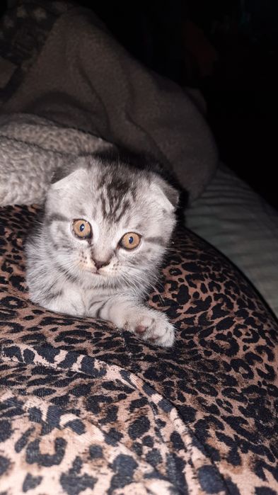 Продам котят срочно только звонить