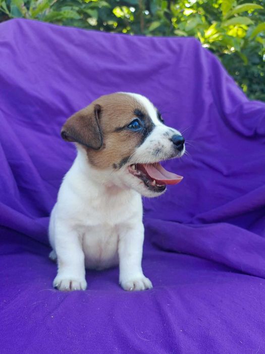 Wzorcowy Jack Russell terrier piękny exterrier rodzice FCI