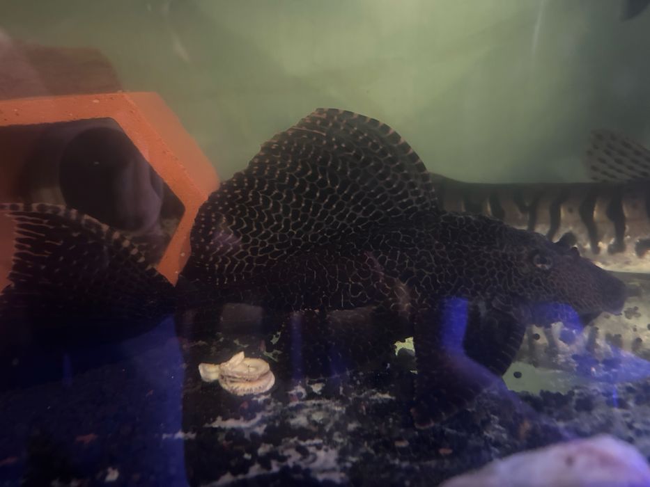 Pleco , Pangasius e Peixe Gato 20cm+