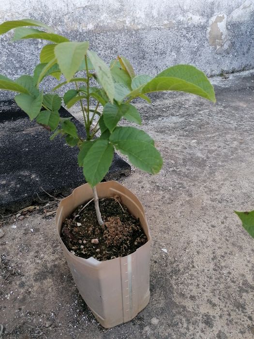 Nogueiras de excelente produção