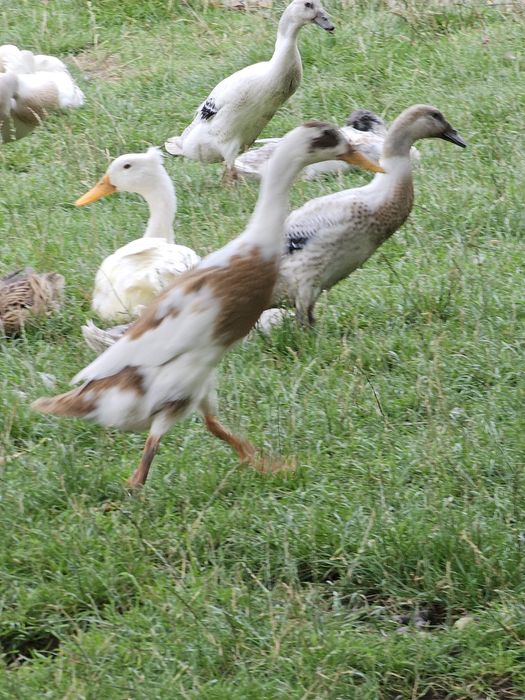 Kaczki biegusy samice i samce