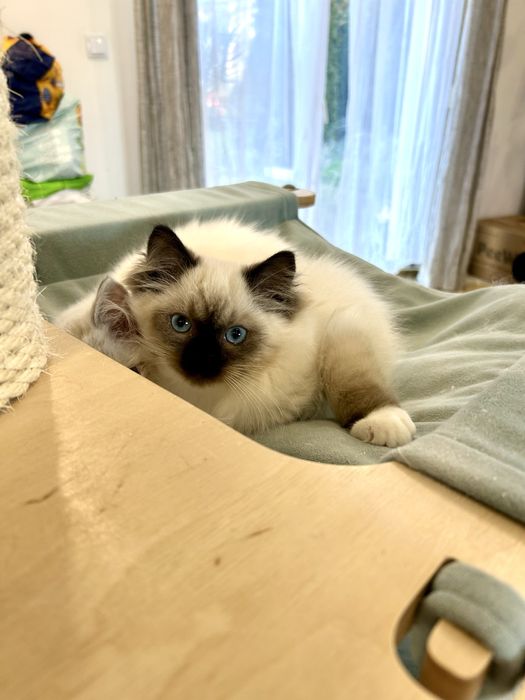 Maluszek z Wiktorkowa*Pl. Śliczne, zdrowe, kastrowane, rodowód FPL.,