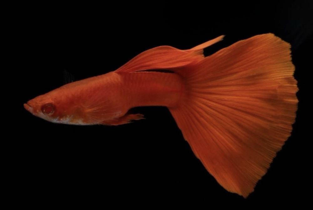 Guppy’s Albinos Full Red