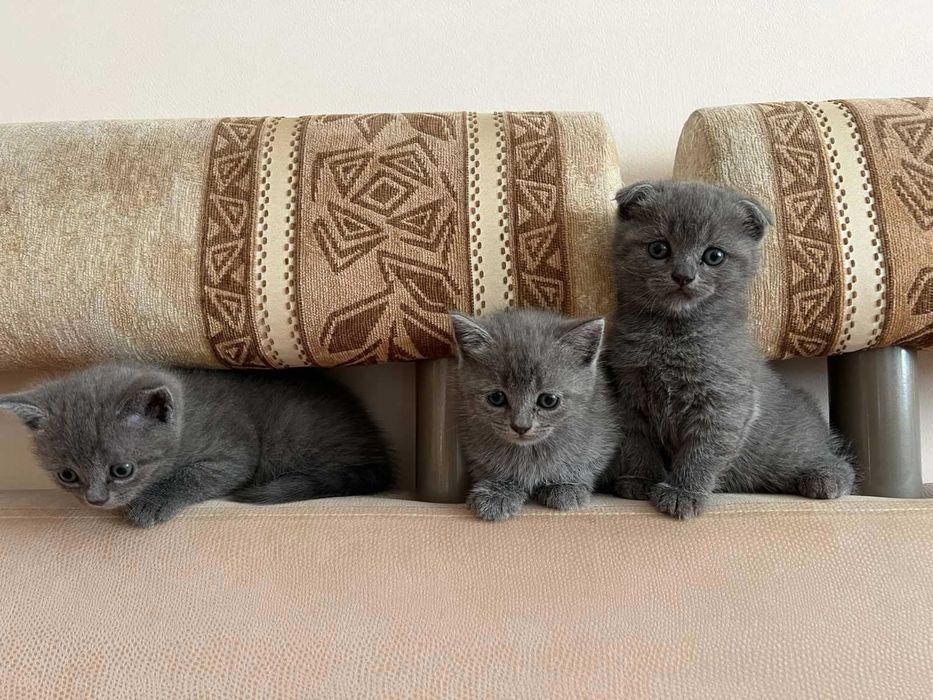 Продам шотландських кошенят