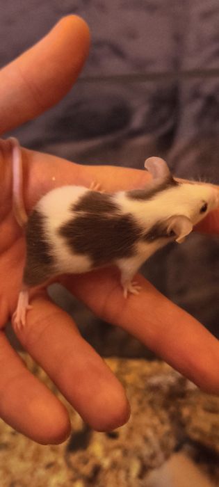 Myszki domowe młode mają 5 tyg