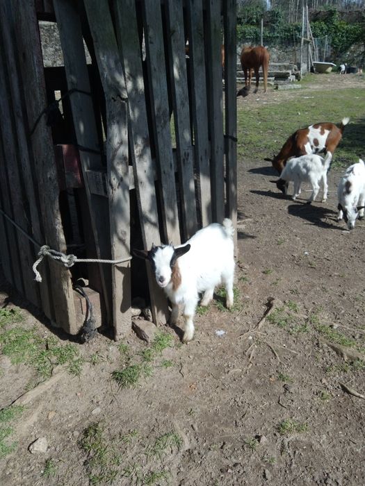 Cabritinhos de raça anã de estimação
