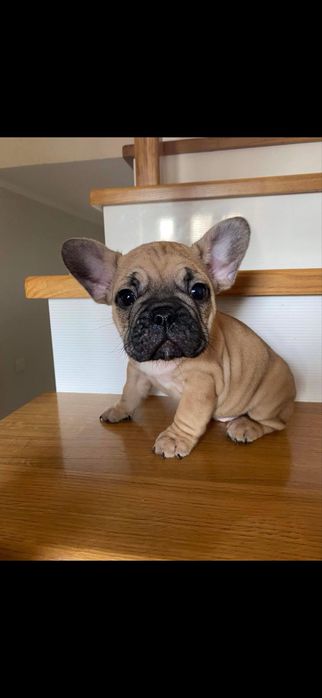 Buldog francuski
