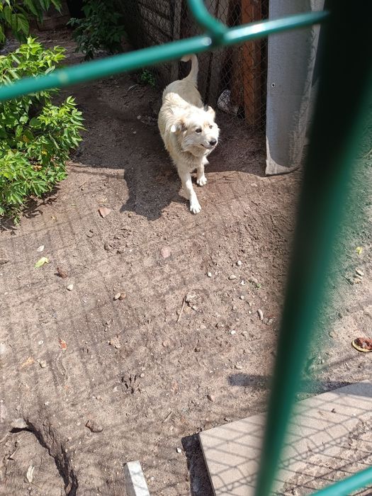 Średniej wielkości pies