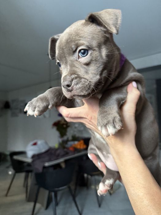 Американський буллі