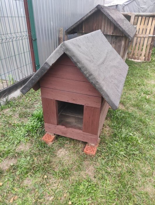 Buda dla średniego psa