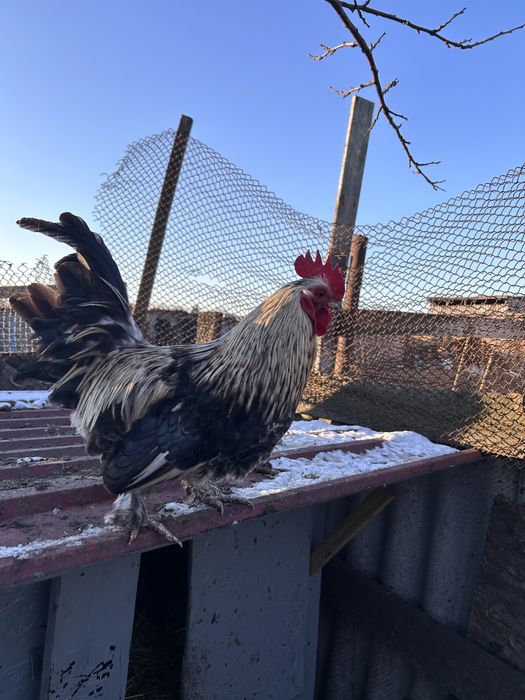 Продам карликових курей 2024-2025року