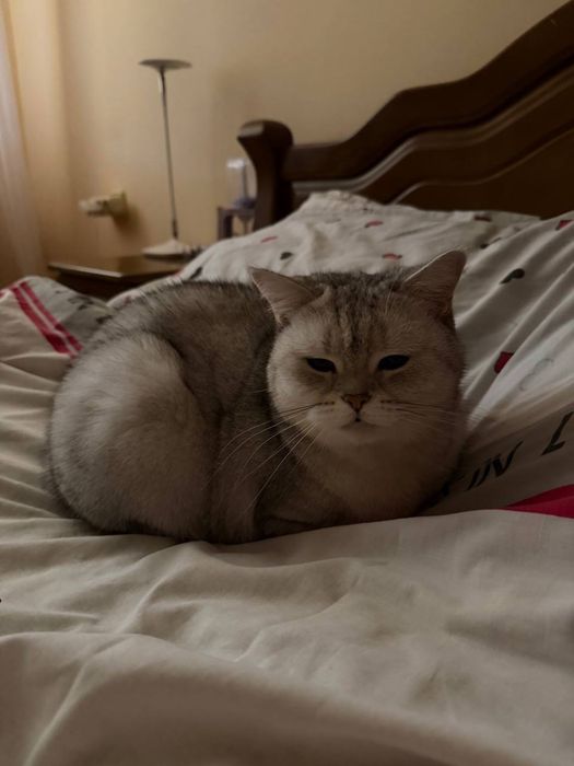 Породистая кошечка ищет дом