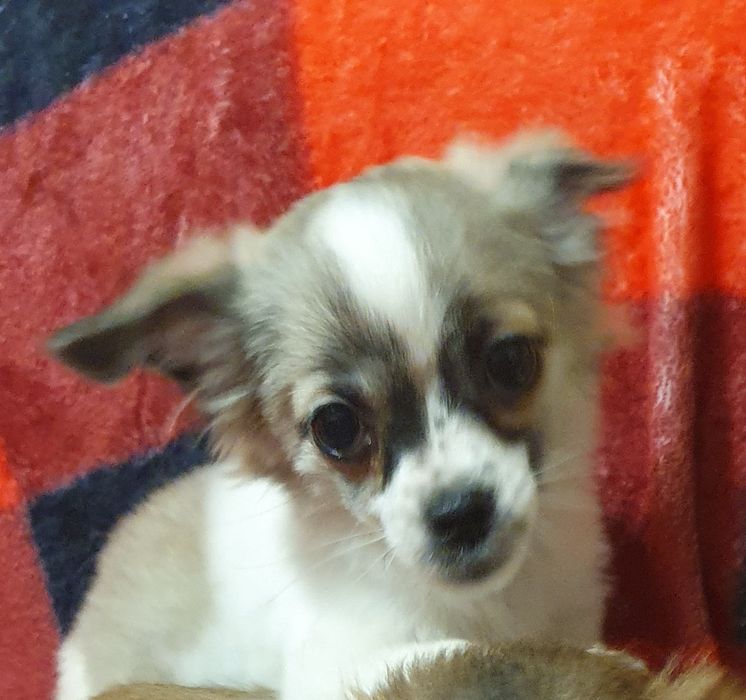 Продам щенка длиношерстная мини девочка