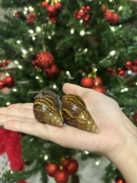 Терміново продам Равлики