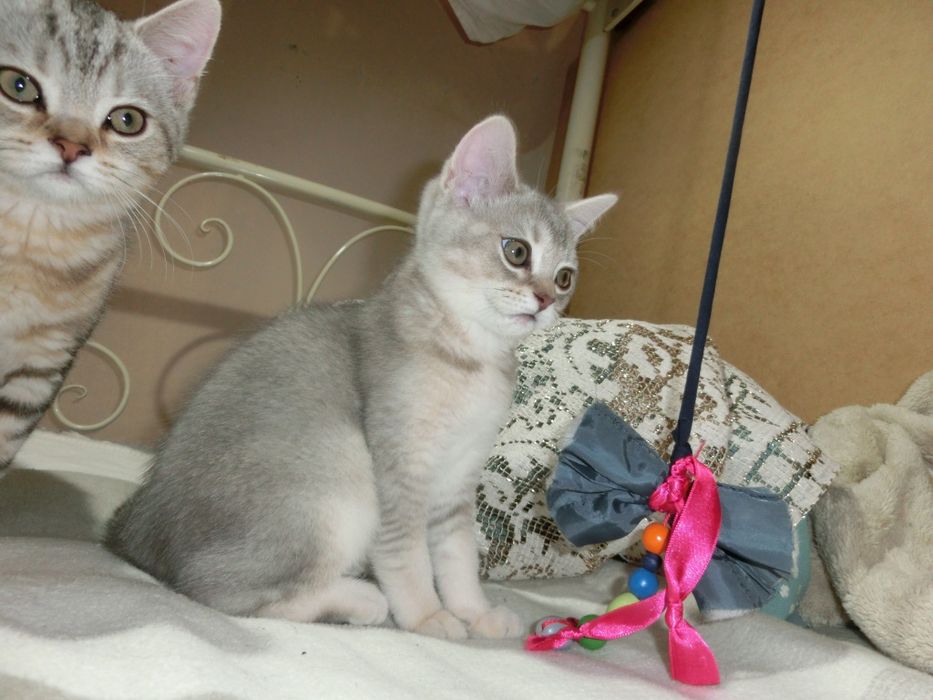 Чистокровні шотландські котята