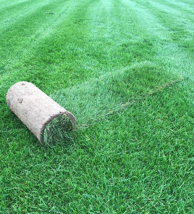Trawa z rolki 1 gatunek, trawnik z transportem, zamówienia online