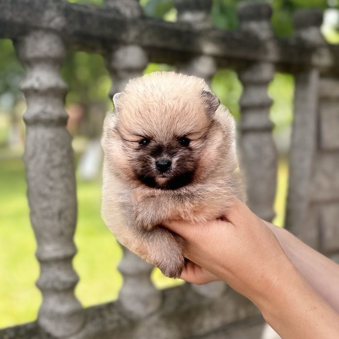 ляльковий ведмедик шоу классу