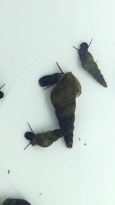 Caracóis Trombeta, Physas e Planorbis