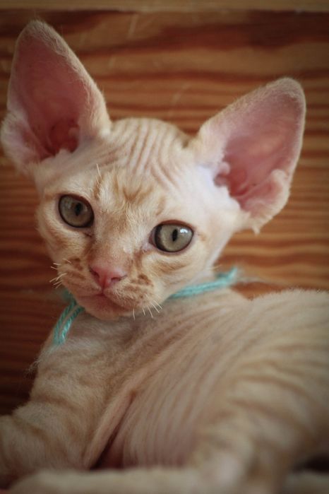 Kocurek Devon rex FPL
