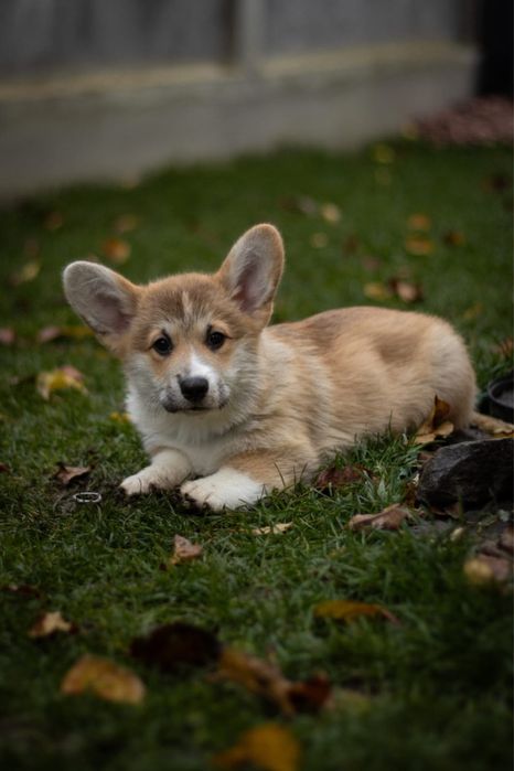 Welsh Corgi Pembroke FCI !!! Wzorowe !!! Świetne geny !!!