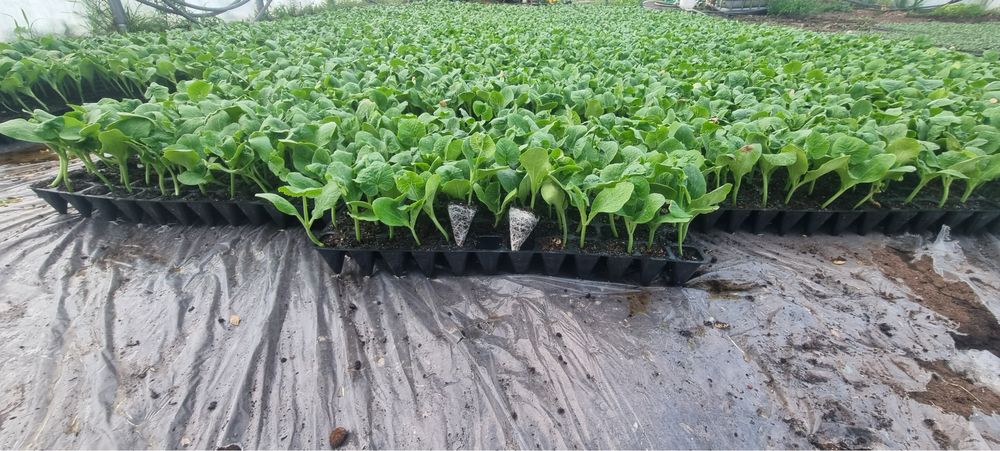 Dynia Rozsada Sadzonki