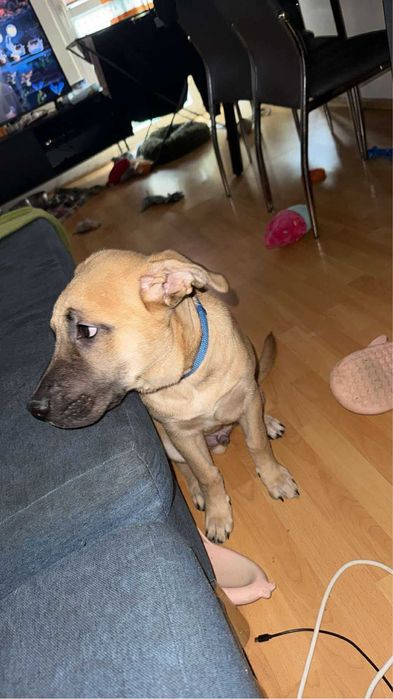 Oddam psa do adopcji