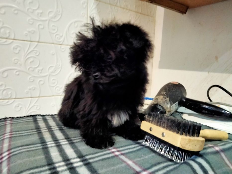 Девочка и мальчик 3 мес.мини