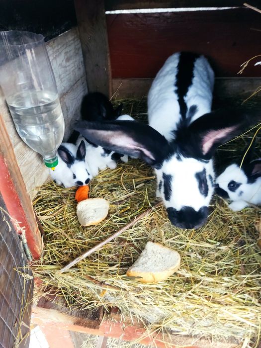 Продам кроликааа