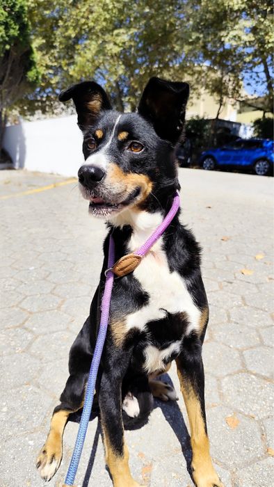 Cãozinho para adoção