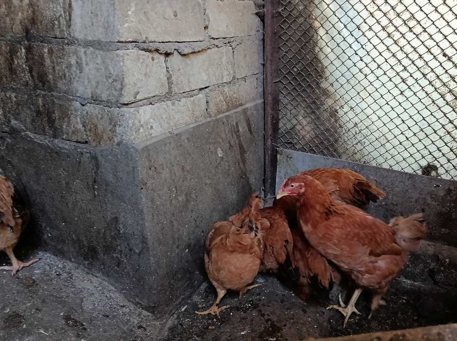 Продам кур - несушек и мясо-яичных пород. Одесса. Малиновский р-н