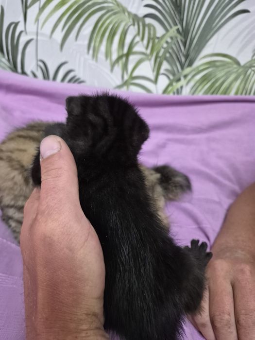 Котёнок девочка объявление зарание
