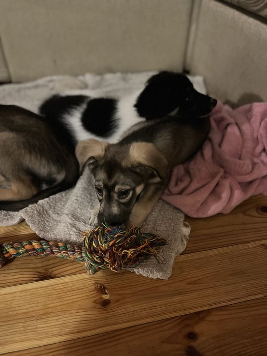 Сірко шукає найкращу родину в світі!