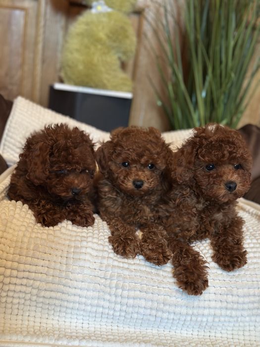 Пуделя на любой бюджет