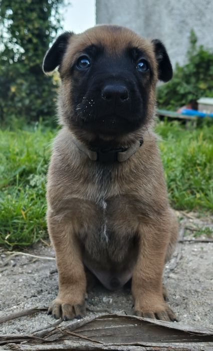 Pastor Belga malinois