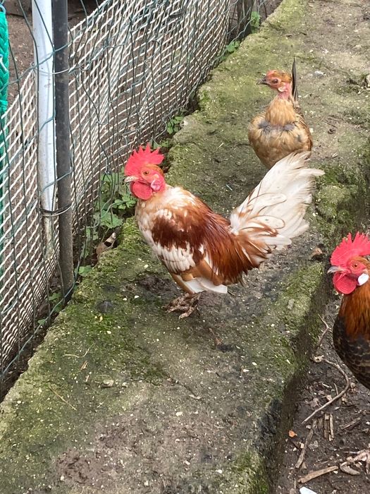 Vendo galos raça garnisé mini