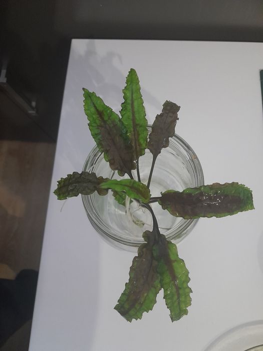 Cryptocoryne wendti