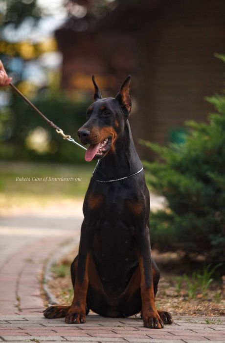 Чарівна дівчинка