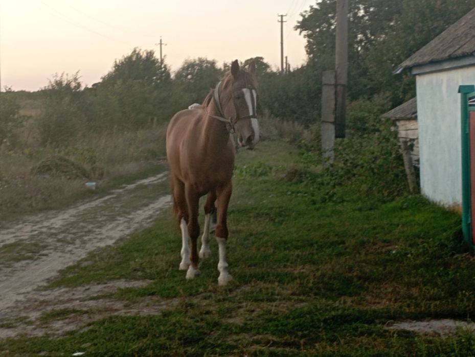 Шукає гарних господарів кінь.