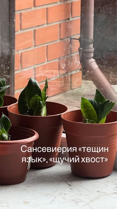 Обмен комнатных растений