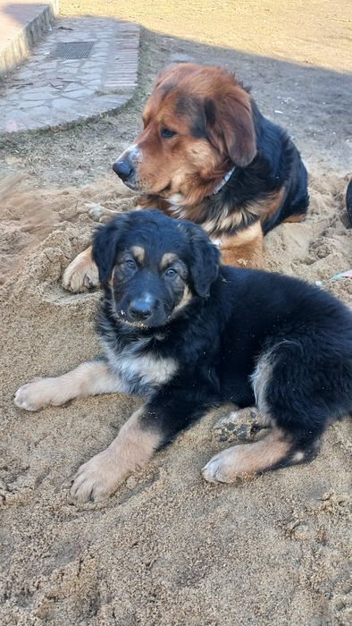 Pieski, szczeniaki, oddam za darmo. Zarezerwowane.