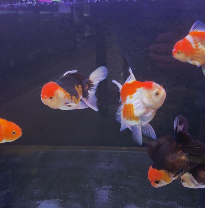 Welonka tricolor/ ranchu/ Rosetail oranda gradacja AAA