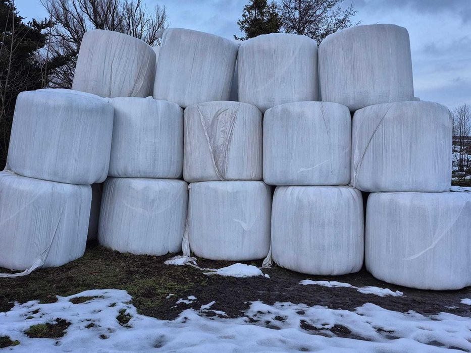 baloty traw siewnych z 2024r. Sianokiszonka z prasy pasmowej 230zł/szt