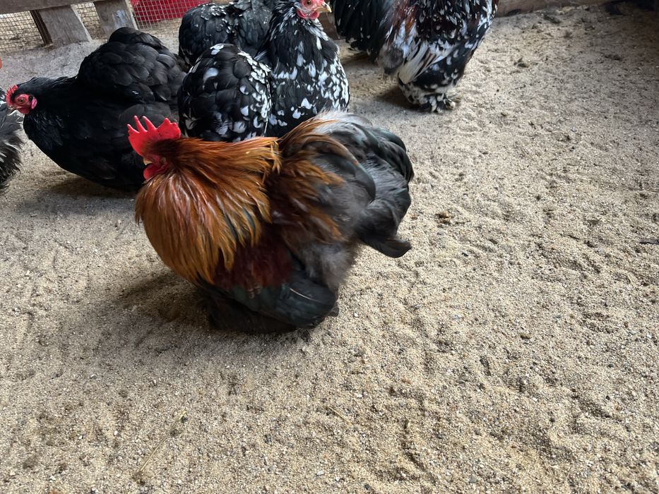 Ovos de Pekin para incubação