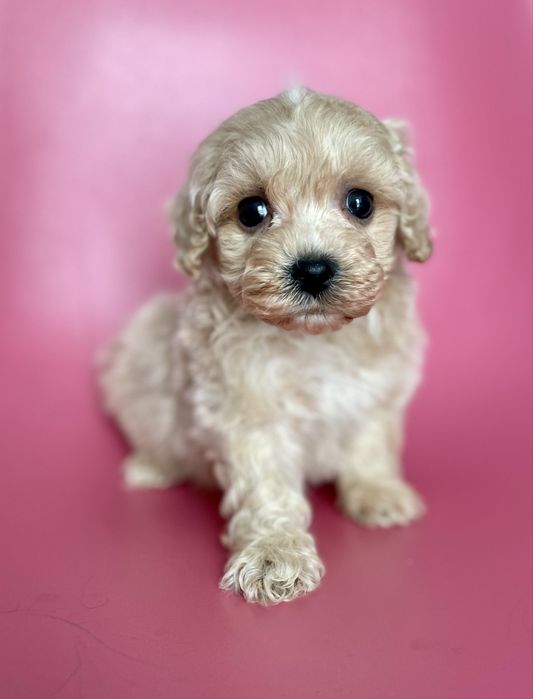 Maltipoo f1•chłopczyk