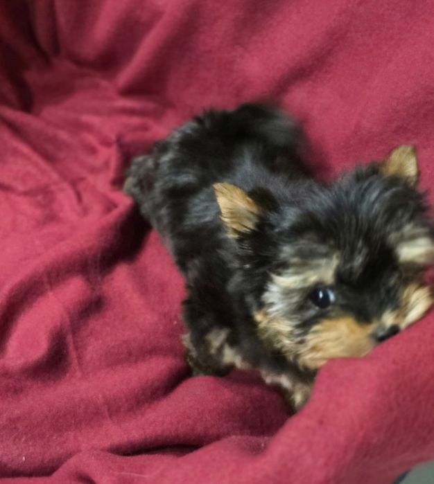 Piesek mini do 1,5kg Yorkshire Terrier