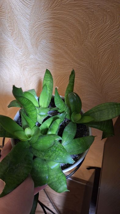 Сансев'єрія, Драцена,